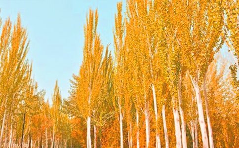 �����ѧ��˼