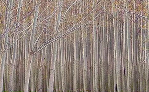 《白杨》的课堂教案设计 白杨第二课时教案设计