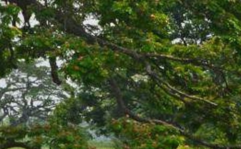 ���������ޡ���ѧ�̰�