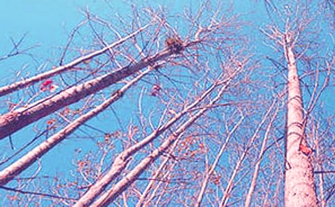 ������̰�����