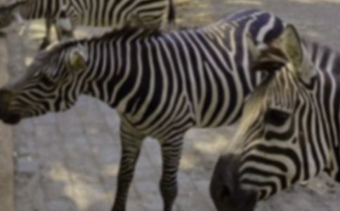 �������ߡ����̰�