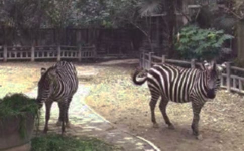 �����������ߡ��ۺ��