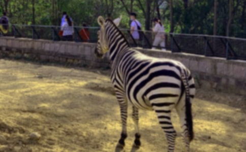 斑马总动员观后感