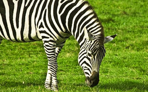 马路上的斑马线小班安全教案