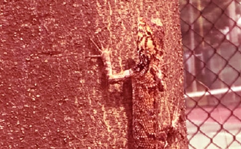 《小壁虎借尾巴》教学反思(实用15篇)