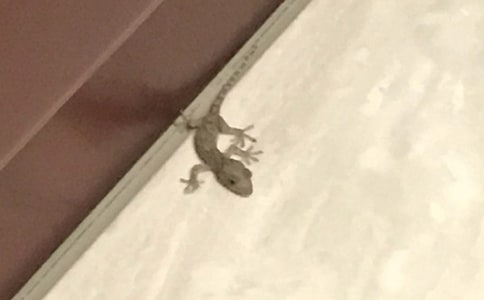 《小壁虎借尾巴》优秀教案集锦五篇