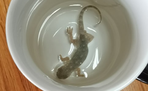 小壁虎借尾巴教学反思15篇