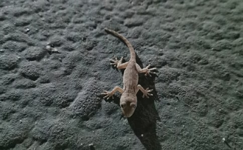 《小壁虎借尾巴》教学设计