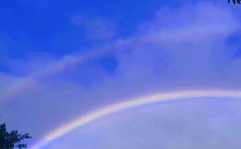 《彩虹鸽》读后感