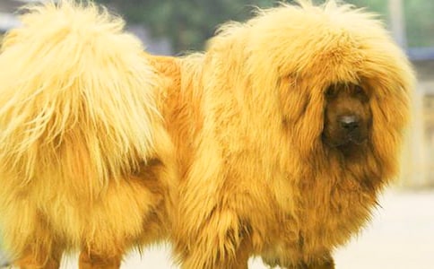 摇滚藏獒观后感