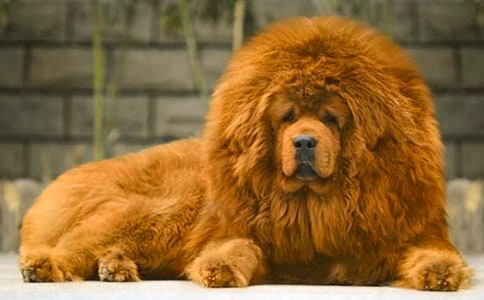 摇滚藏獒观后感7篇