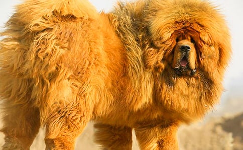 《藏獒多吉》读后感