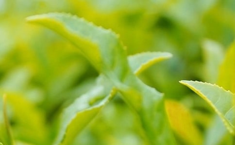 厦门市茶叶订购合同范本