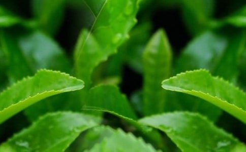 茶叶购买合同(范例5篇)