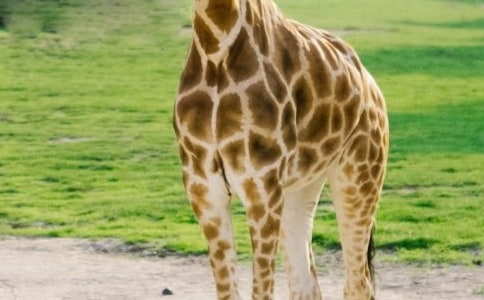 长颈鹿和小鸟教学反思