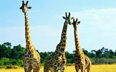 大班综合活动方案有趣的长颈鹿