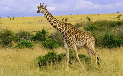 中班美术优秀教案《长颈鹿》