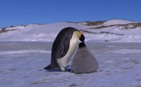 读《超越生命的爱》有感