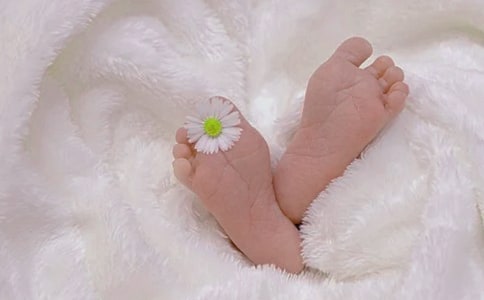 《动物怎样出生》中班教案