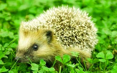 《刺猬》观后感