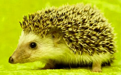 《小刺猬摘果子》教案