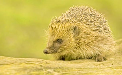 《刺猬的优雅》观后感