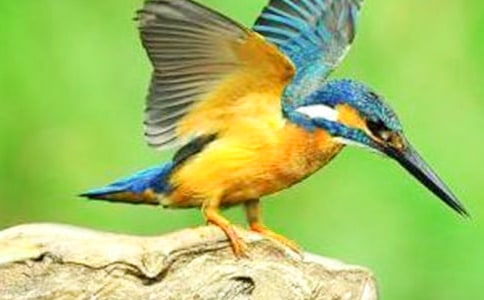 �����񡷽̰�