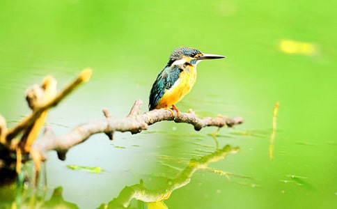 《翠鸟》第一课时教学设计