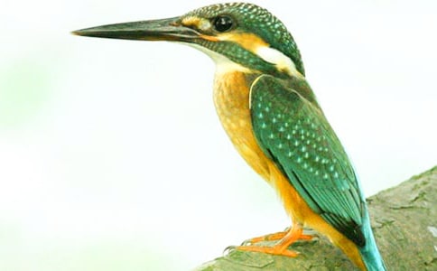 关于翠鸟教案范文锦集十篇