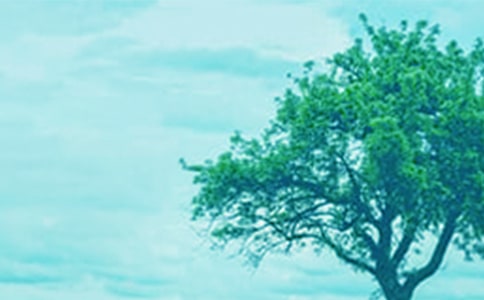 小苗与大树的对话读后感