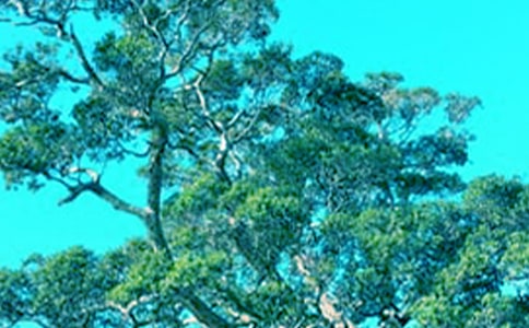 ��С��������ĶԻ����Ķ����