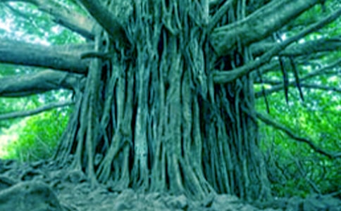 小草和大树教学反思