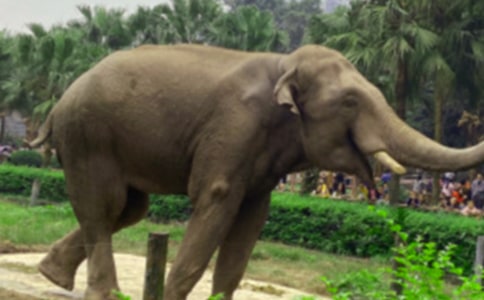 С�������̰�