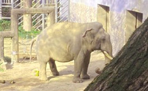 《大象的耳朵》教学设计