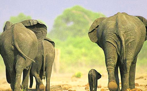 《大象和小蚊子》大班教案