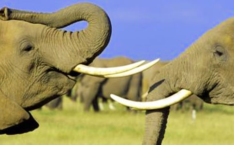 �����Ӵ�����̰�