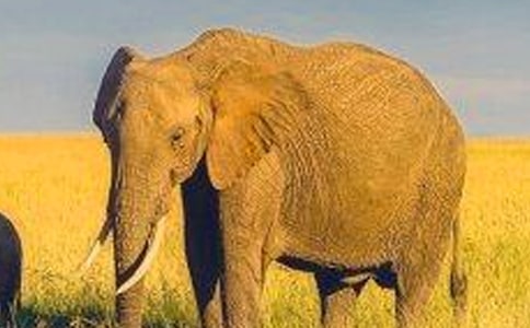 读《最后一头大象》 有感