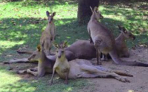 ���������衷�а�̰�