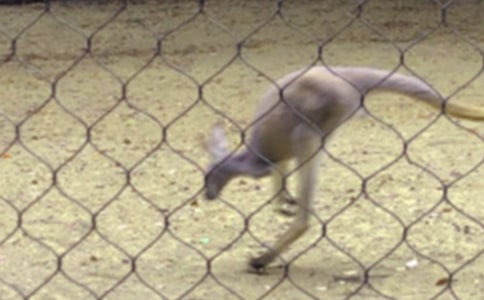 �����󡷽̰�