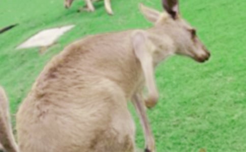 С�໧����Ϸ�̰���С�����˹�����