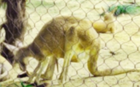 �����󡷽̰�