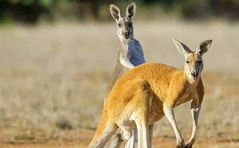 С�����а�̰�