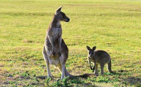 袋鼠妈妈小班教案