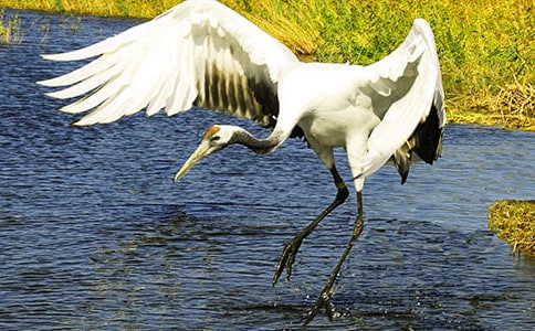 �������ĵ����ס�˵�θ�