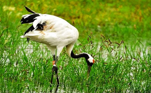 《美丽的丹顶鹤》教学反思合集15篇