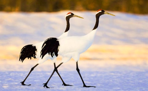 �������ĵ����ס���ѧ���