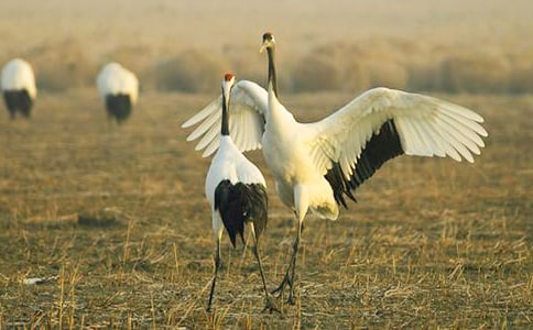 �����ĵ����׽�ѧ��˼