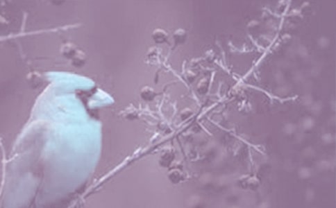 野生动植物保护宣传月活动总结