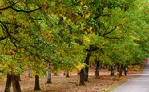 风景园林的实习报告