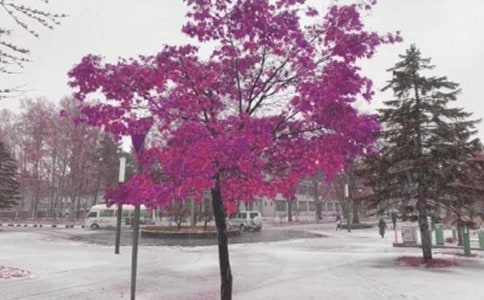 ���������졪����������ѩ�����졷�и�